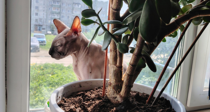 Эти знаки подают кошки перед тем, как в дом постучится беда