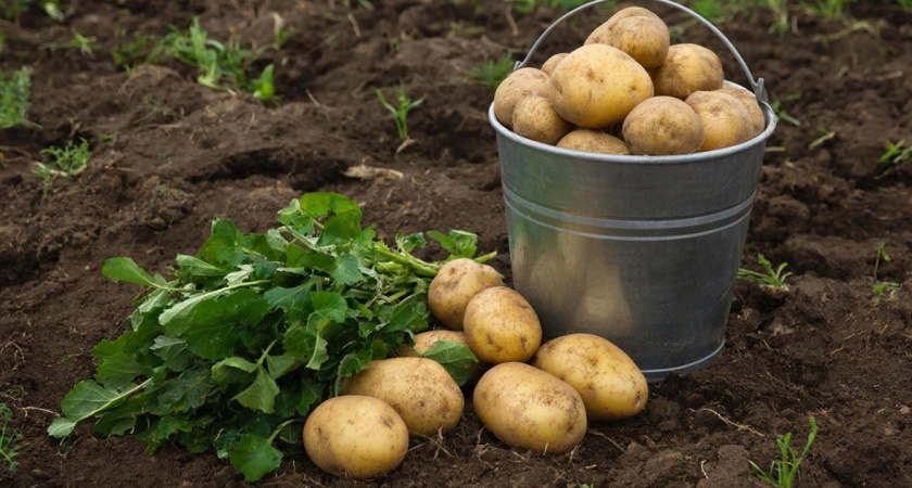 Получаю урожайную картошку даже на камнях — уже 15 лет подряд. Знаю 7 золотых правил подготовки участка весной