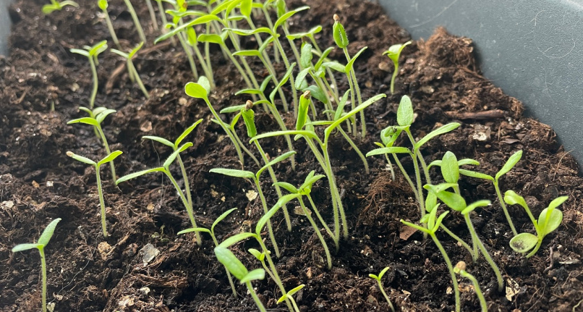 Как правильно сажать томаты, перцы и баклажаны на рассаду — урожай превзойдет самые смелые ожидания