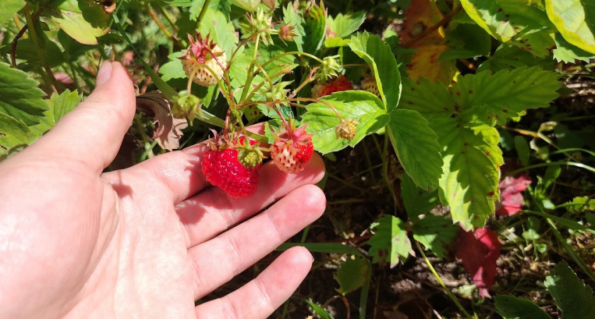 Сыплю 1 золотой пакетик на клубнику в феврале-марте - ягода летом размером с кулак: сахарная как десерт
