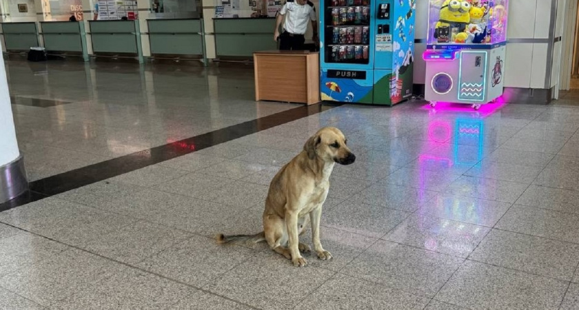 Ну кто бы мог подумать: собаки этих пород чаще всего кусают людей