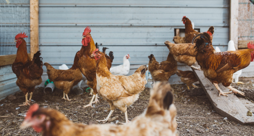 100 гр. на 5 литров воды – куры несутся как сумасшедшие: с этой подкормкой только успевай собирать яйца