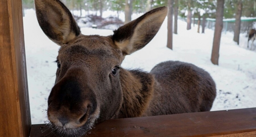 Возрождение первой в мире лосиной фермы в Коми: в Печоро-Илычском заповеднике создадут вольер на 400 гектаров и новую инфраструктуру