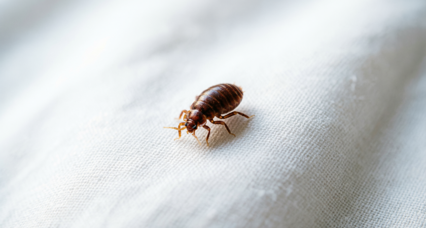 Постельные клопы резко разворачиваются и убегают от одной простой вещи: ученые узнали их величайшую слабость