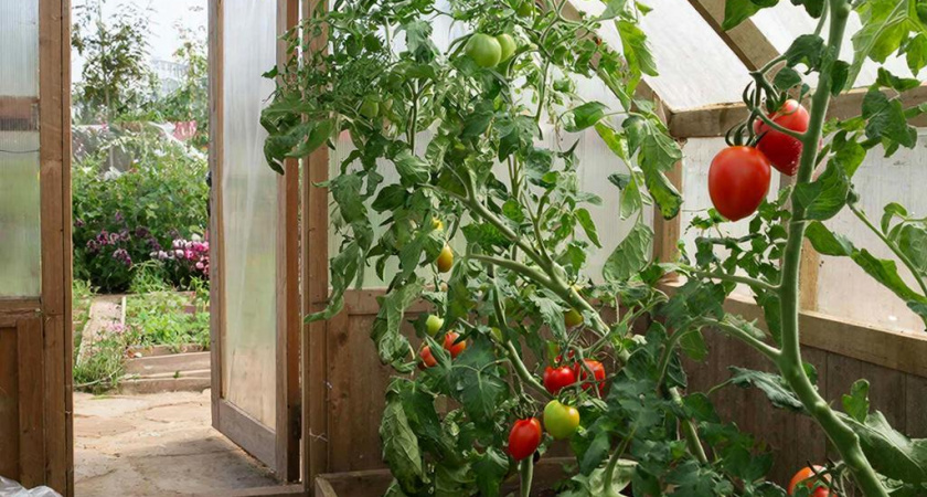 Собираю по 100 кг с куста: томаты-работяги, которые плодоносят огромными гроздьями и не болеют – в 2026 сажаю только их