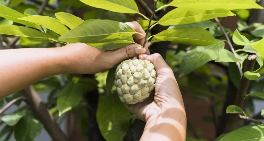 Черимойя: забытый плод богов, который полезнее апельсина и вкуснее десерта