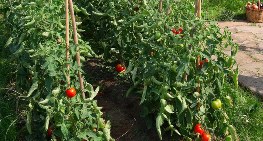 Только эти сорта томатов посажу в 2026 году. По 10 вёдер каждый день собираю — мегаурожайный сорт