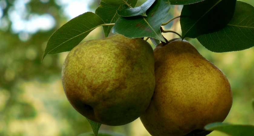 200 граммов весной — и груша кормит как сумасшедшая: урожай с дерева становится значительно крупнее