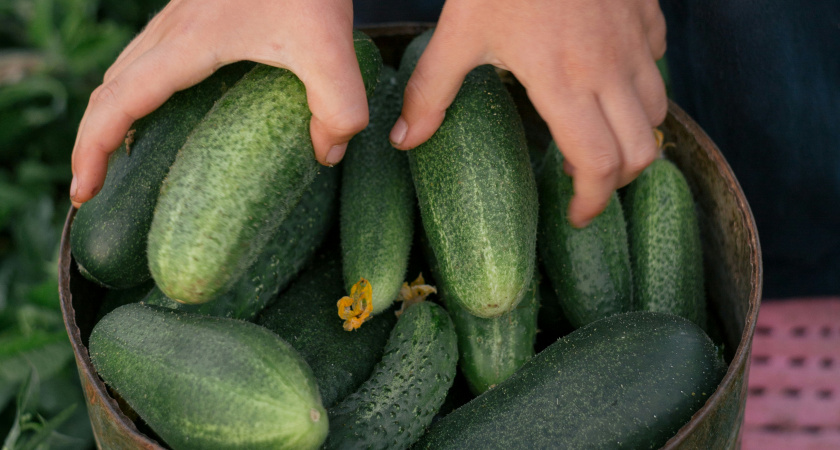 С пяти кустов — огурцов на всю родню: нужны будут бутылки и яичная скорлупа - данный метод приятно удивит урожаем
