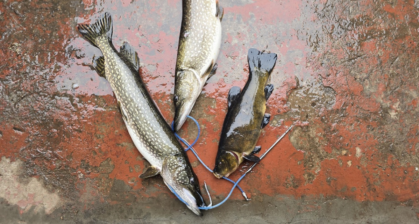 Любую рыбу чищу руками, без ножа и кипятка: кухня всегда остается чистой - испанский метод действительно работает