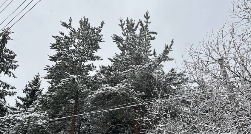 В лесах Коми выявлен новый вид вредителя и установлены 11 новых карантинных зон на площади 628 тысяч гектаров