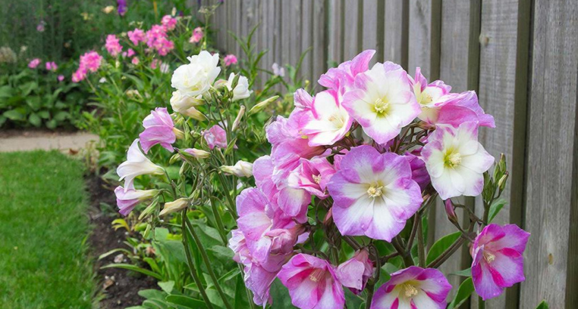 Очаровательный цветок, неустанно цветущий с мая по октябрь: настоящая находка для цветоводов - рассказываю, как вырастить