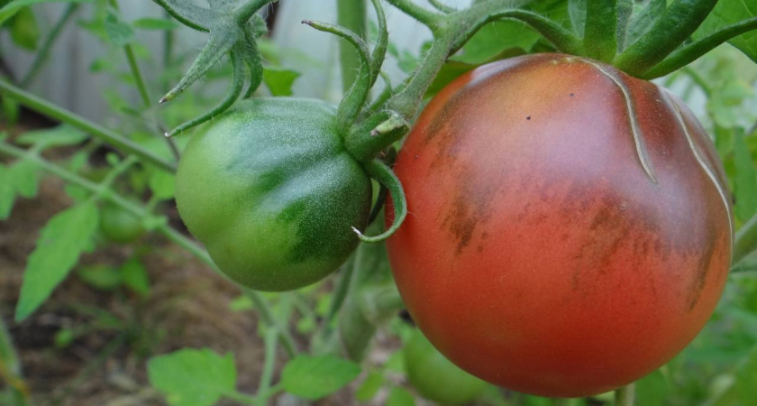 Этот помидор сажаю и в теплице, и на грядке: завалит плодами до 300 г - а внутри слаще мёда и конфет 