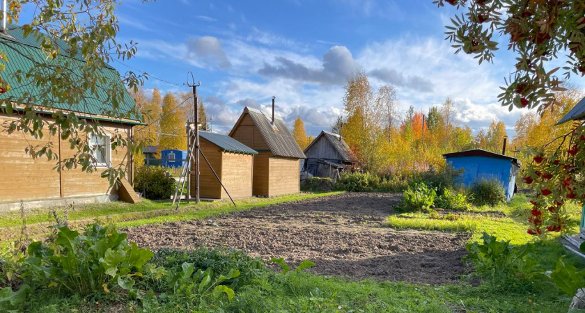 И почему я раньше не знала - что весной как сидерат нужно сеять это растение. Теперь на моём огороде полный порядок