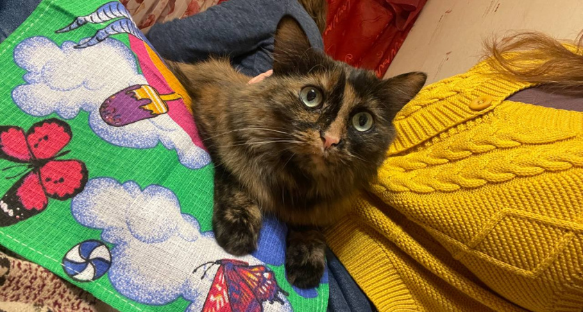 Никогда не делайте этого, если кошка уснула у вас на руках: объяснение экспертов