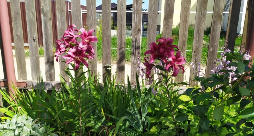 Какие цветы пора сажать в марте 2026 года: важно знать, чтоб не опоздать - список по регионам