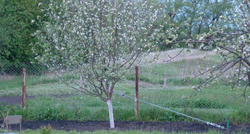 Сад проснулся: 7 неотложных дел, которые нужно сделать сразу после схода снега - весенний чек-лист