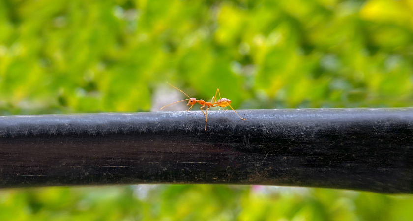 В СССР муравьев на дачах не встречали: дармовая смесь убивала паразитов — делюсь секретом деда