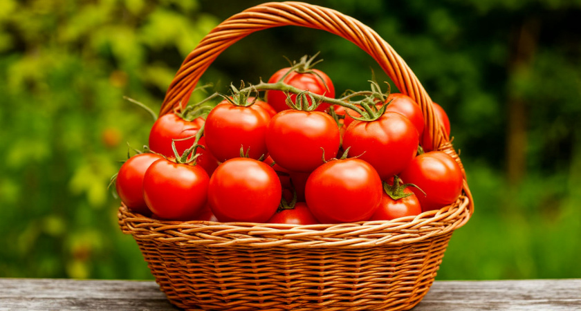 Посадите эти 6 сортов томатов — соседи будут умолять о рассаде: идеальный урожай в холод и жару