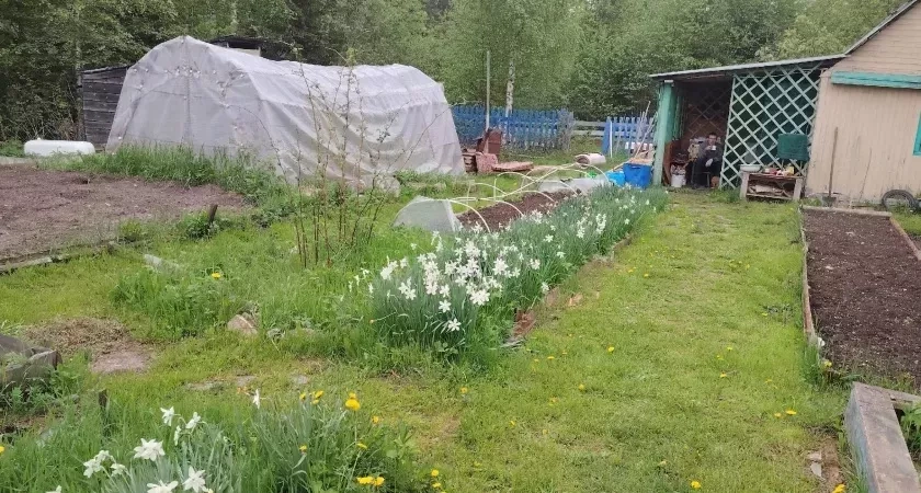 Никогда не сажайте бархатцы на своем участке: 7 причин, о которых не знает большинство дачников