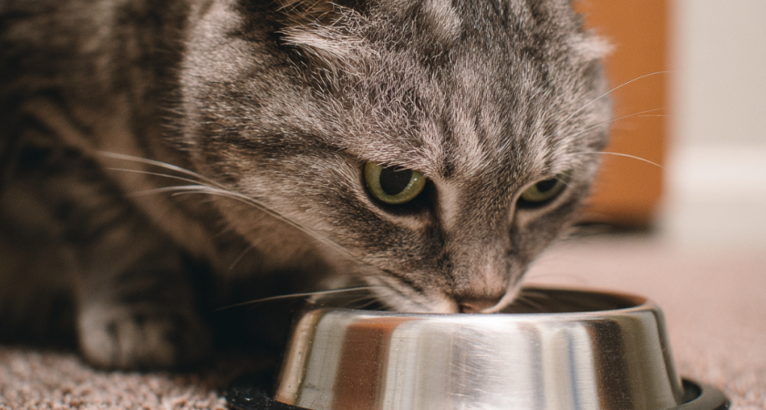 Мясо или сухой корм: что на самом деле нужно кошке для долгой и здоровой жизни - запомните раз и навсегда