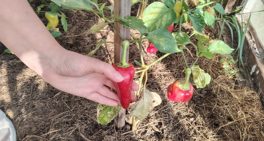 10 самых урожайных сортов и гибридов сладких перцев для теплиц - опытные дачники уже скупают семена