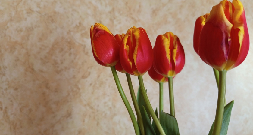 Жители столицы Коми рассказали, сколько готовы потратить на цветы к 8 Марта