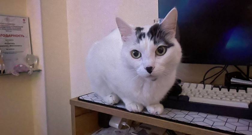 Сколько лет могут прожить кошки при хорошем уходе - ветеринары дали четкий ответ