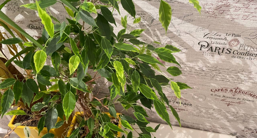 Фикус попрет ввысь как бешеный: полейте его "мертвой водой" — корни полезут даже из воздуха