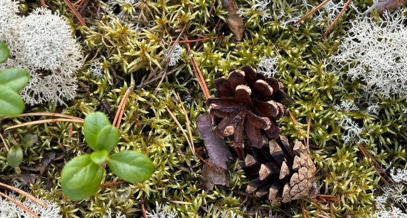 Зачем опытные огородники весной мешками тащат шишки из леса: неожиданная польза для участка - вот как используют