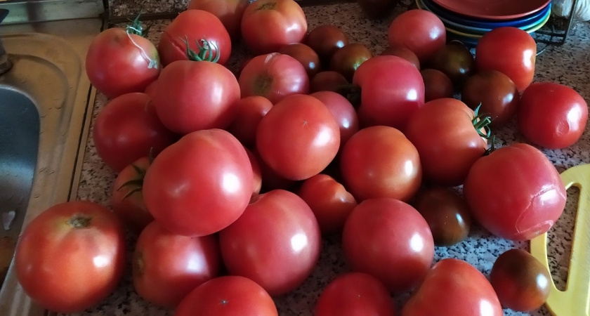 Когда не терпится посеять. Вот 4 урожайных и проверенных томата - плоды будете собирать ведрами