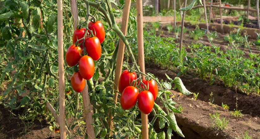 Эти 10 сортов помидоров растут сами – посадил и забыл: настоящие выручалочки для занятых дачников