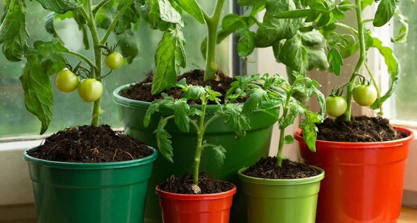 Помидоры в магазине больше не беру: у меня они просто растут в стаканах, свежие помидорчики ежедневно — как вырастить мини-огород