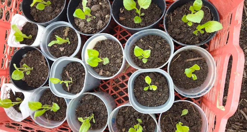 Вот что нужно сеять в марте: полный список культур для рассады — цветы и овощи 