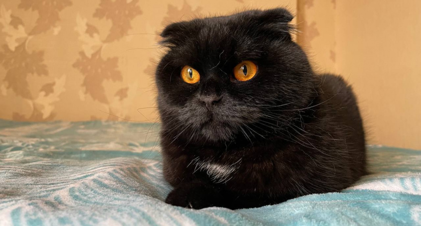 Не просто обида: злятся ли кошки, когда вы уезжаете? Эксперт объясняет