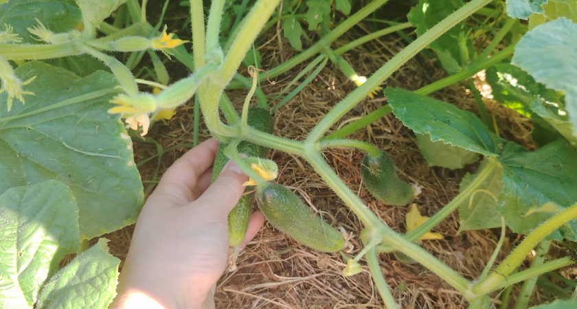 Огурцы всходят уже через 45 дней: лучшие сорта, которые я сажаю пятый год подряд