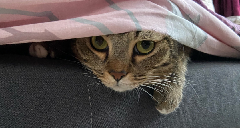 При какой температуре кошки начинают мерзнуть, и до какой они способны выдержать