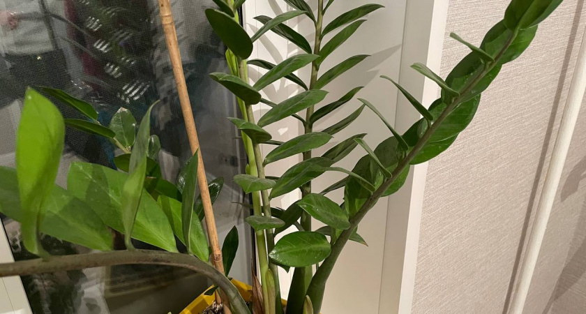 Изменила всего 1 момент в поливе – и замиокулькас выпускает новые листья без остановки