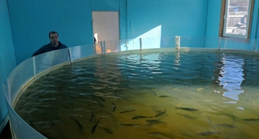 Ферма в Коми нарастила производство форели до пяти тонн в год