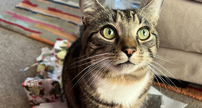 Почему кот игнорирует лежанку: хозяева удивляются, а причина до смешного проста