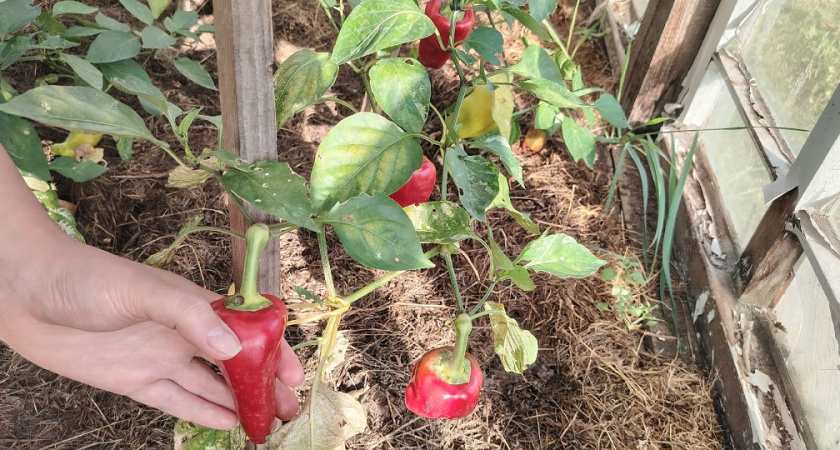 Почему перец упорно не всходит: главные ошибки садоводов и способы их исправить