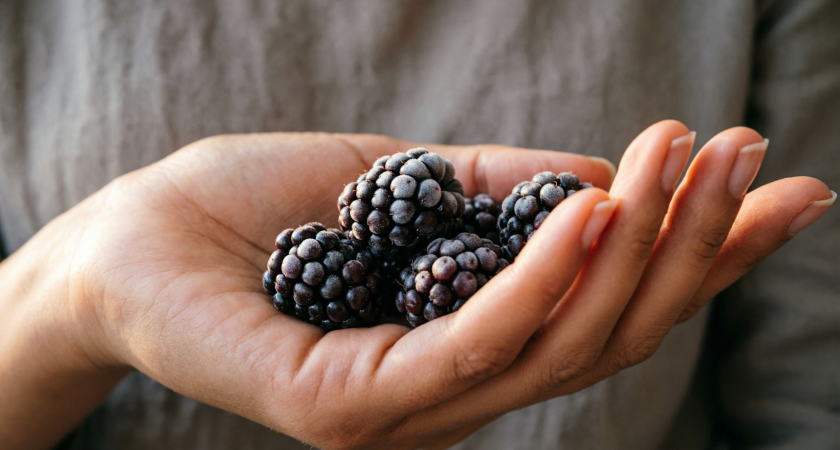 Ежевика для ленивых дачников: 7 сортов, которые не колются, но дают тонны сладких ягод