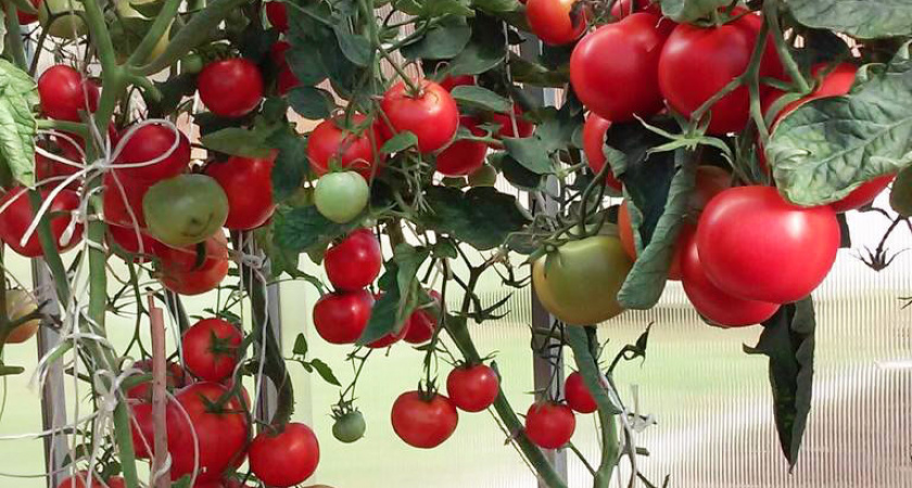 Не томат, а любимец ленивых дачников: скороспелый сорт, который можно спокойно сеять прямо в теплицу - забудьте о рассаде