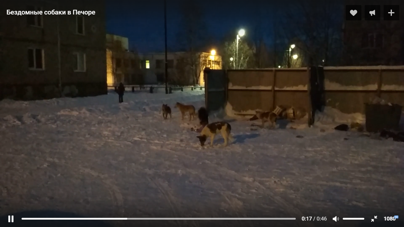 Житель Печоры снял на видео, как стая бездомных собак растаскивает мусор