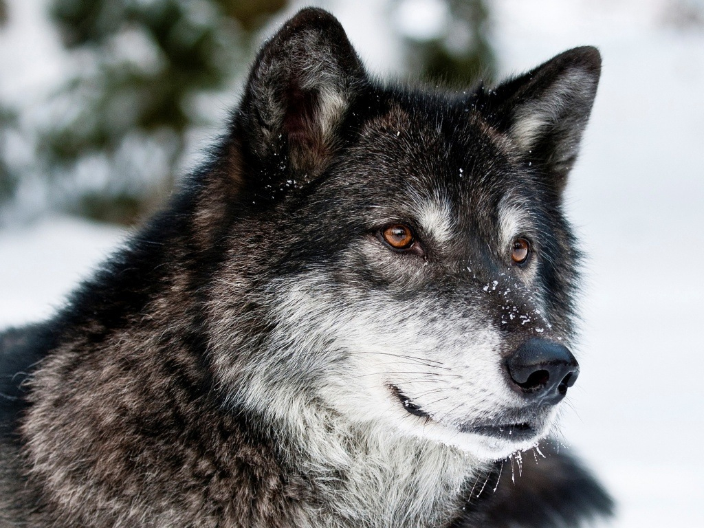 Ухтинка: "Моя дочь встретила стаю волков в городе"