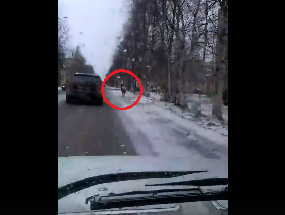 В Коми сняли на видео лошадь, которая несется среди машин