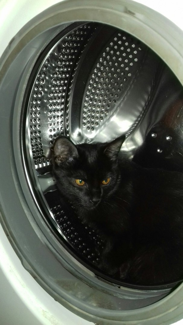 Ухтинский живодер опубликовал фото нового кота в стиральной машинке