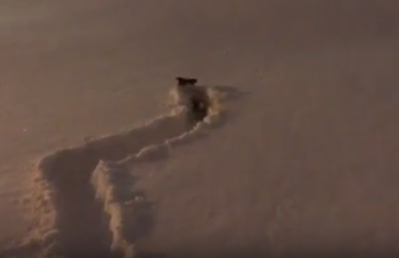В Коми сняли на видео прогулку с собакой по сугробам
