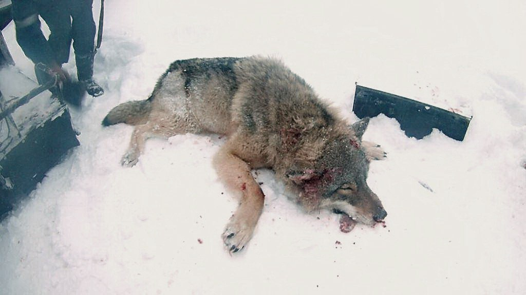 В Коми охотники выследили волка, который убивал местных собак