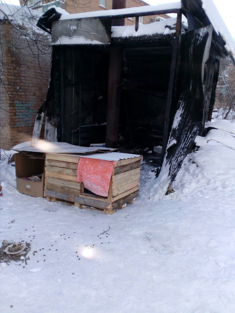 Очевидец: "Щенков в Шудаяге сожгли в 50 метрах от школы"